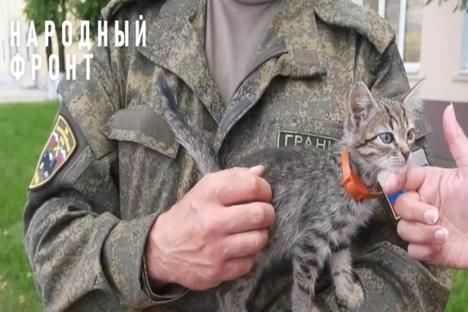 Котята, спасенные ярославскими артиллеристами, нашли новые дома. ФОТО: скриншот видео из официальной группы ОНФ