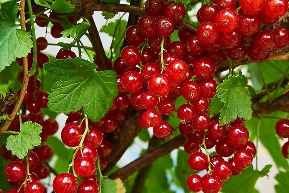 Сельчанин собирал красную смородину, оступился и упал в колодец. Фото: pixabay.com