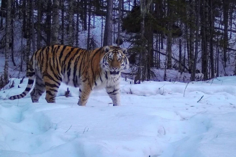 Тигр в прекрасной форме.