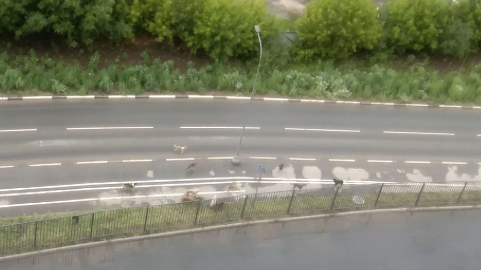 Стая собак у ЖК «Метропарк» в Рязани растет с каждым месяцем.