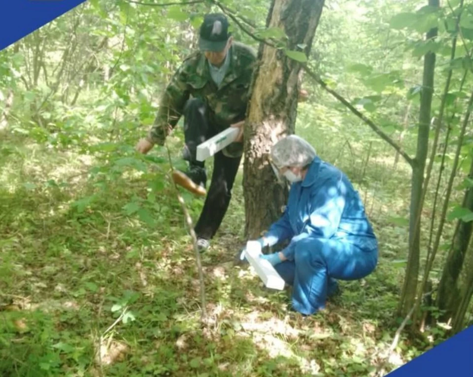 Жителей просят не брать ее в руки и не скармливать домашним животным.