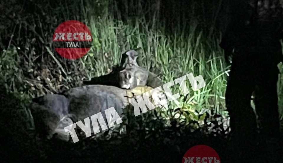 В Заокском районе водитель автомобиля Daewoo сбил лося и попал в больницу