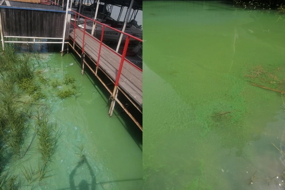 Вода в Берди стала ярко-зеленой. Фото: Анна МИТИНА