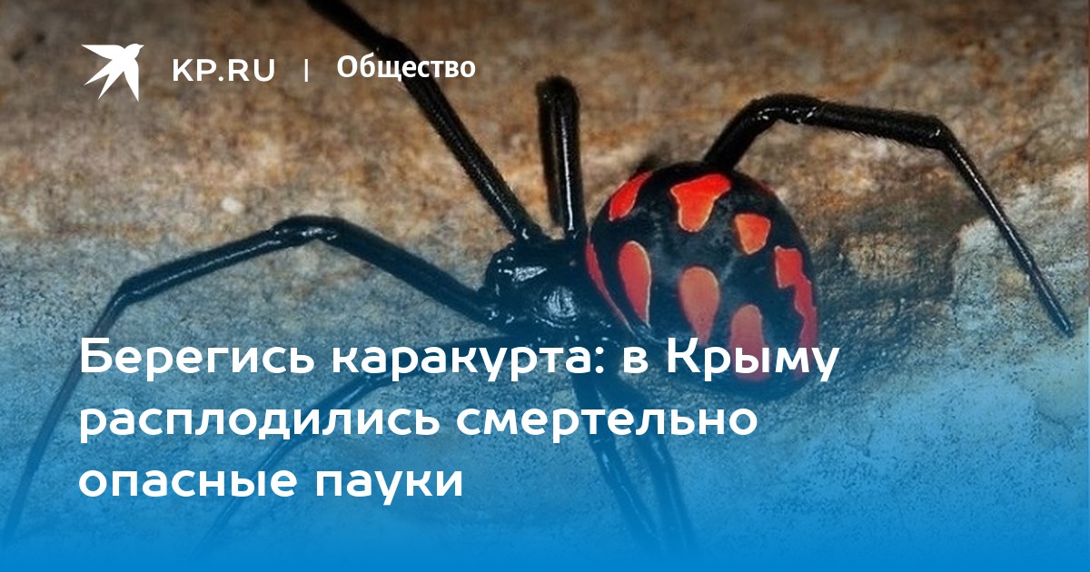 Берегись каракурта: в Крыму расплодились смертельно опасные пауки - KP.RU