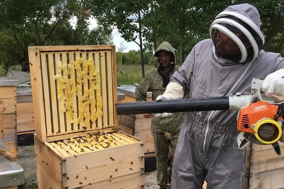 Улей своими руками