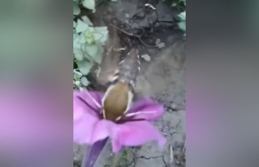 Летающее существо сняли на видео возле Знаменского монастыря. Фото: скриншот с видео &laquo;Катунь 24&raquo;