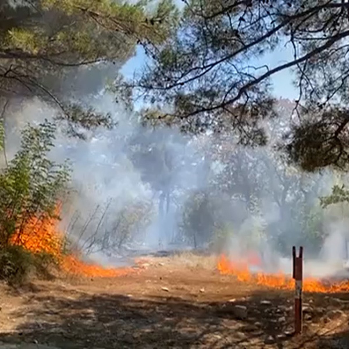 Пожар в лесу в Геленджике 18 августа 2023: причины возгорания, фото и видео  с мечта ЧП - KP.RU