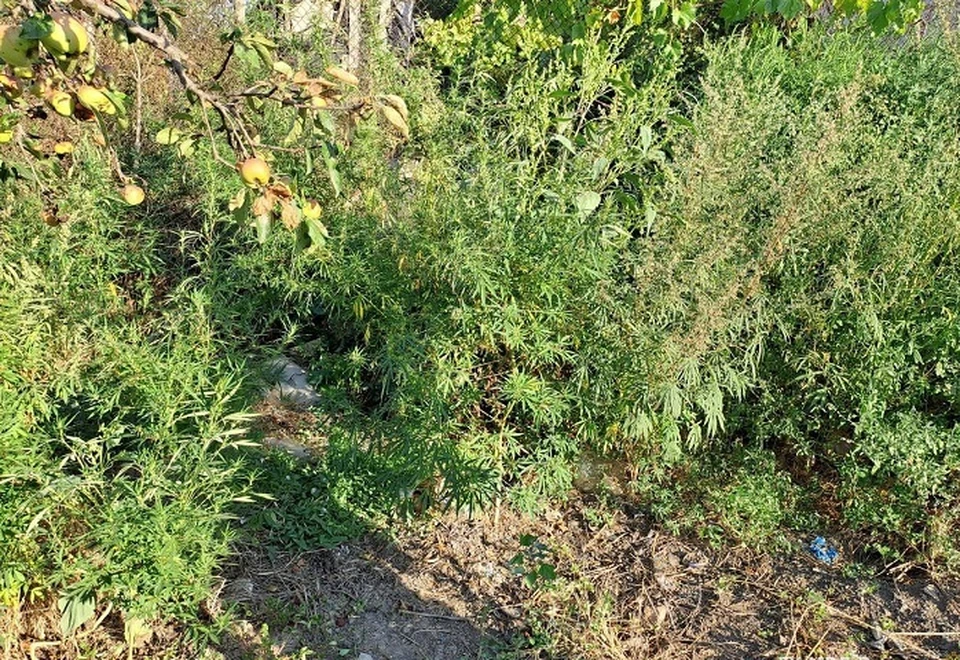 На придомовом участке были обнаружены 48 кустов культивированной конопли. Фото: ГУ МВД по Херсонской области.