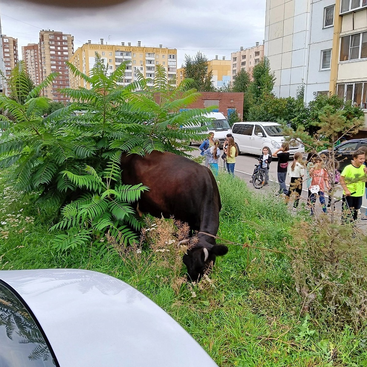 Вызвали спасателей: жителей Челябинска поразила гуляющая по улицам корова -  KP.RU