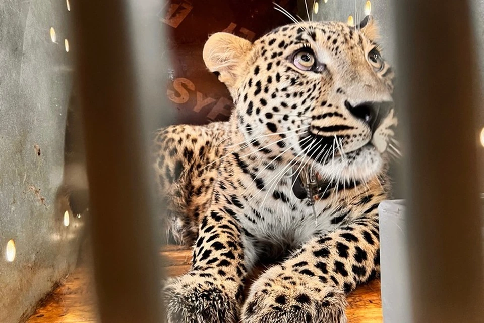 Леопард Чилмас перед выпуском. Фото: Минприроды РСО-Алания.