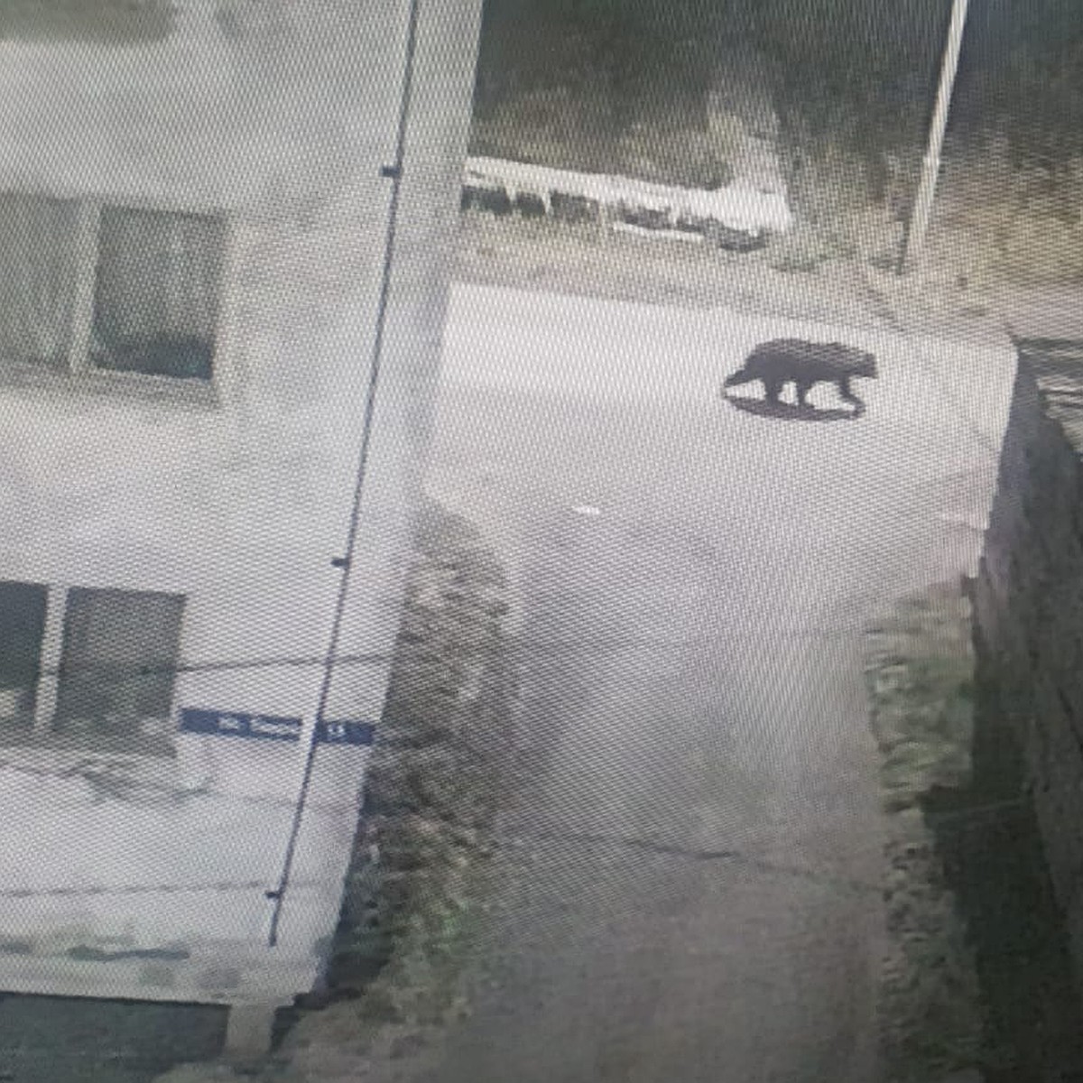 Медвежий поселок: в Черский опять забрел хозяин тайги. В этот раз он гулял  у администрации - KP.RU