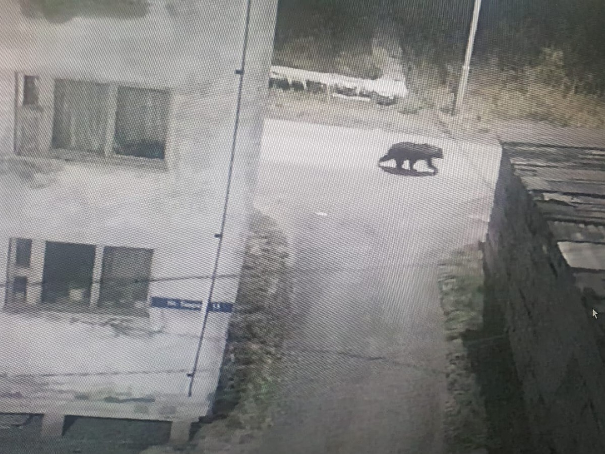 Медвежий поселок: в Черский опять забрел хозяин тайги. В этот раз он гулял  у администрации - KP.RU