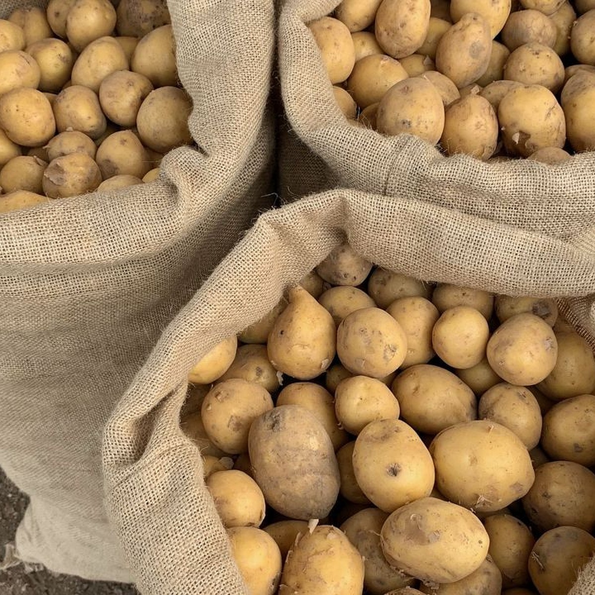 Цена На Картофель В Нижегородской Области