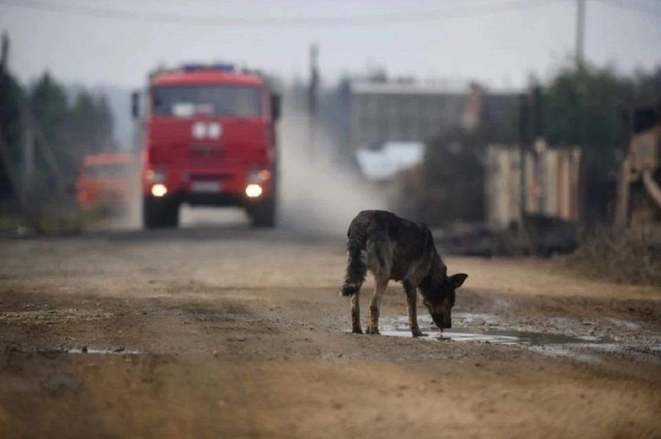 Администрация Армянска заплатит 50 тысяч ребенку, которого покусала собака