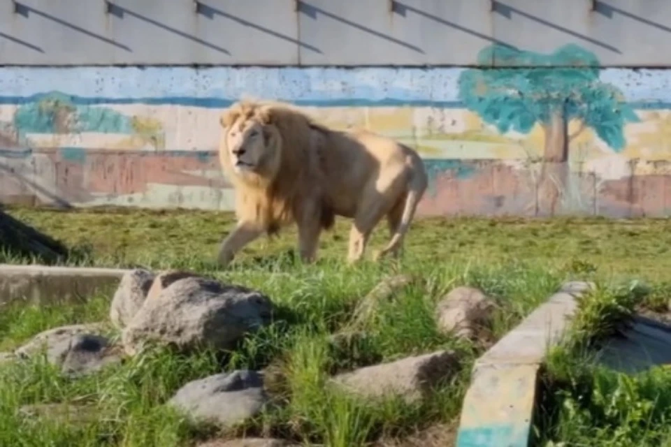 В ярославский зоопарк привезли белого льва