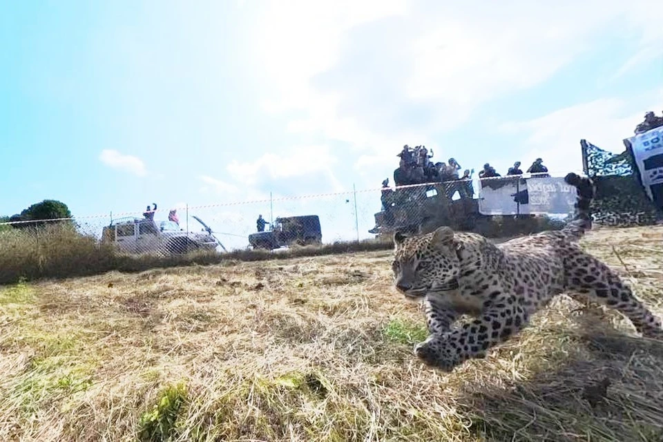 Выпуск леопарда Чилмаса, выращенного в Сочи. Фото: www.mnr.gov.ru