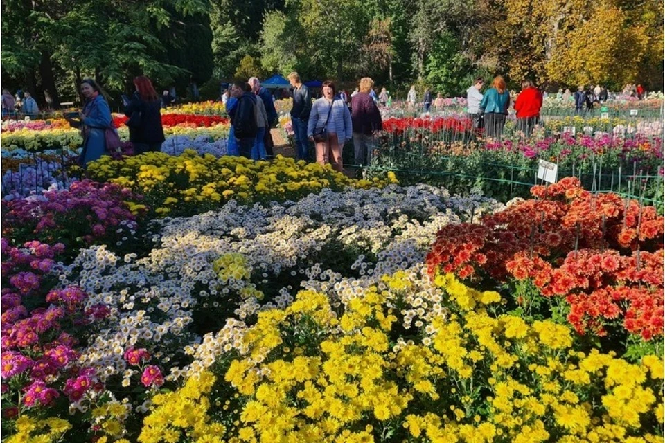 Бал хризантем в 2022 году. Фото: Елена Дарда/Никитский ботанический сад (НБС-ННЦ РАН)/VK