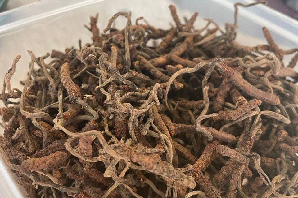 Таможенники Москвы не пропустили посылку с грибами-паразитами за 1 млн ...