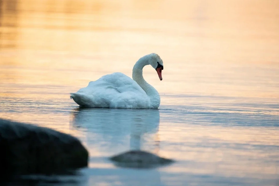 Жители Нового Девяткино обеспокоены пропажей лебедя с озера.