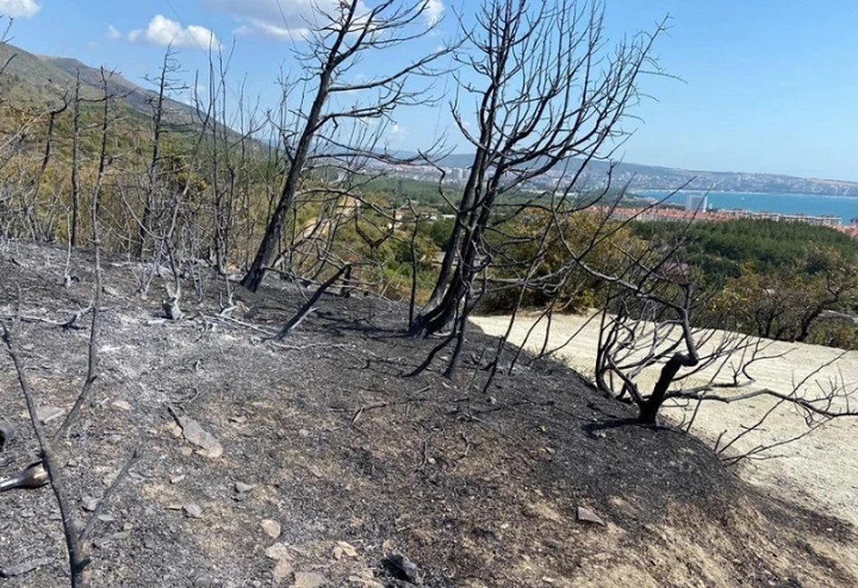 В конце сентября пожар уничтожил гектары леса