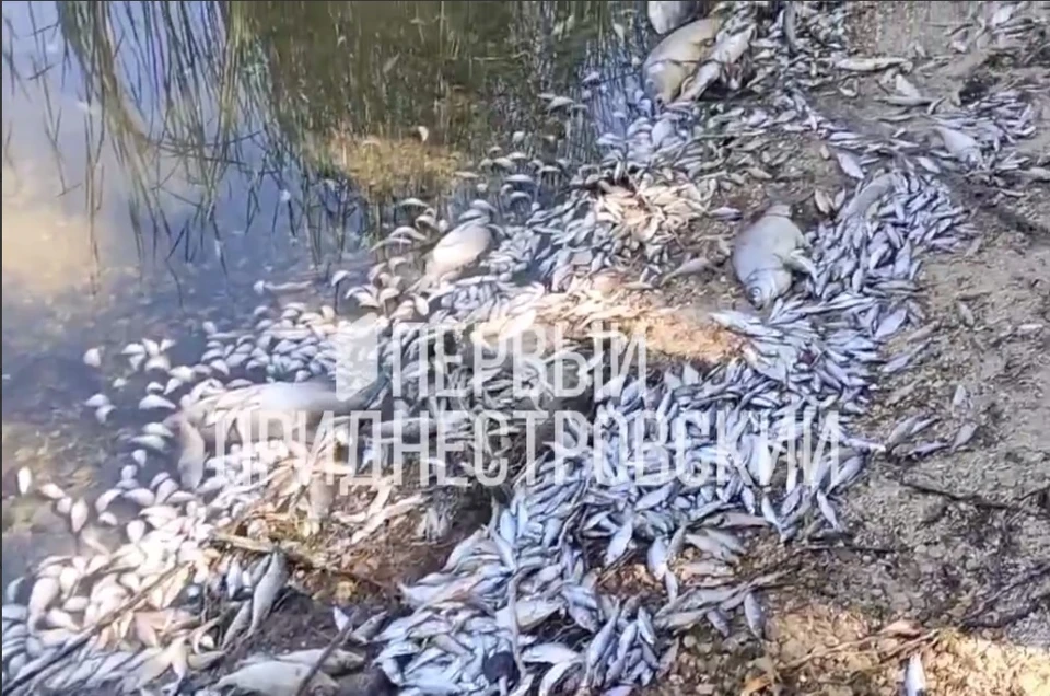 Рыба сначала ушла на дно, а затем всплыла. Фото: скриншот видео (Первый Приднестровский)