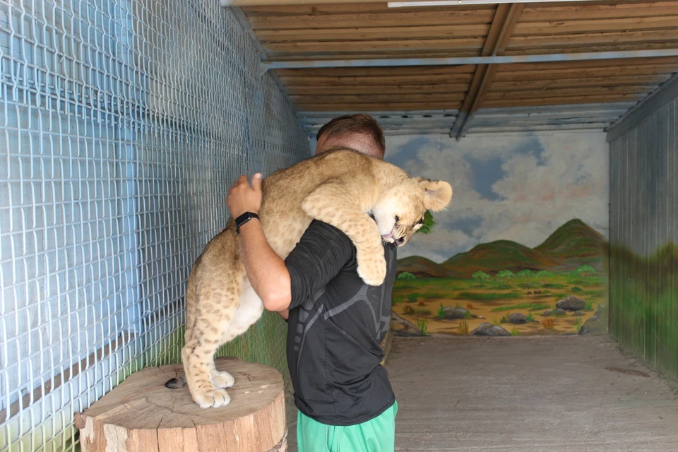 Будущий царь зверей очень общительный и любит поиграть с сотрудниками зоопарка / Фото: vk.com/minleshoz63