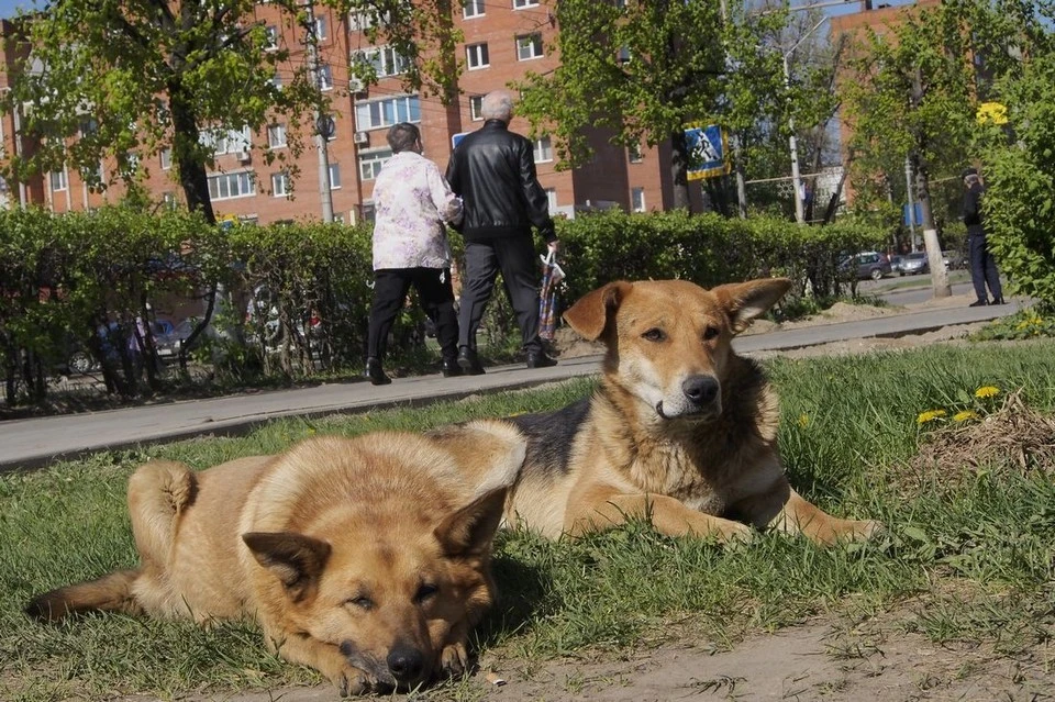 Администрация Новомосковска выплатит компенсацию пострадавшему от бродячей собаки ребенку