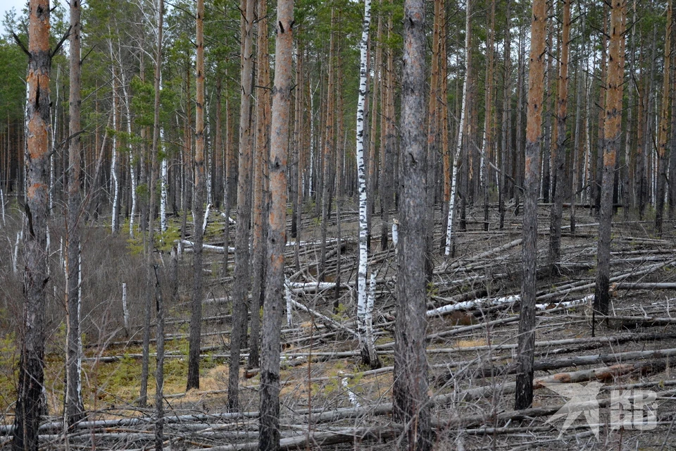 115 млн рублей потратили на восстановление лесов в Рязанской области в 2022 году.