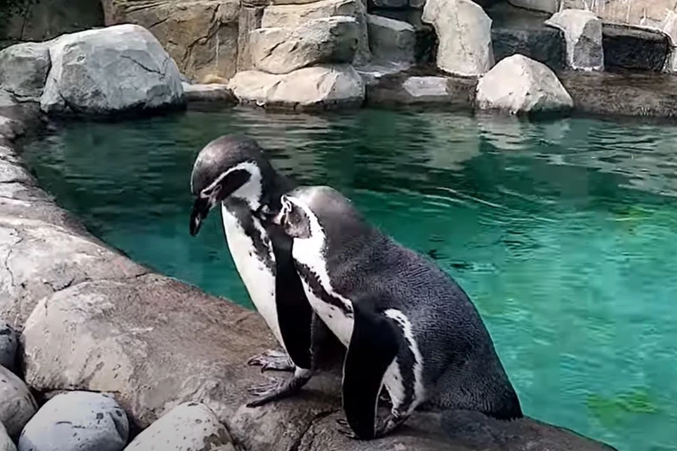 Пингвины демонстрируют посетителям гладкие и идеально чистые перышки. Фото: стоп-кадр из видео Анны Новиковой