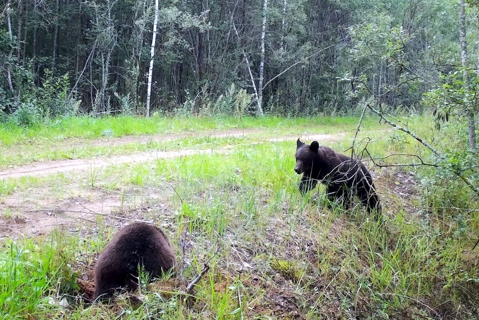Медвежьи двойняшки до сих пор держатся друг друга. Фото: VK/Полистовский заповедник
