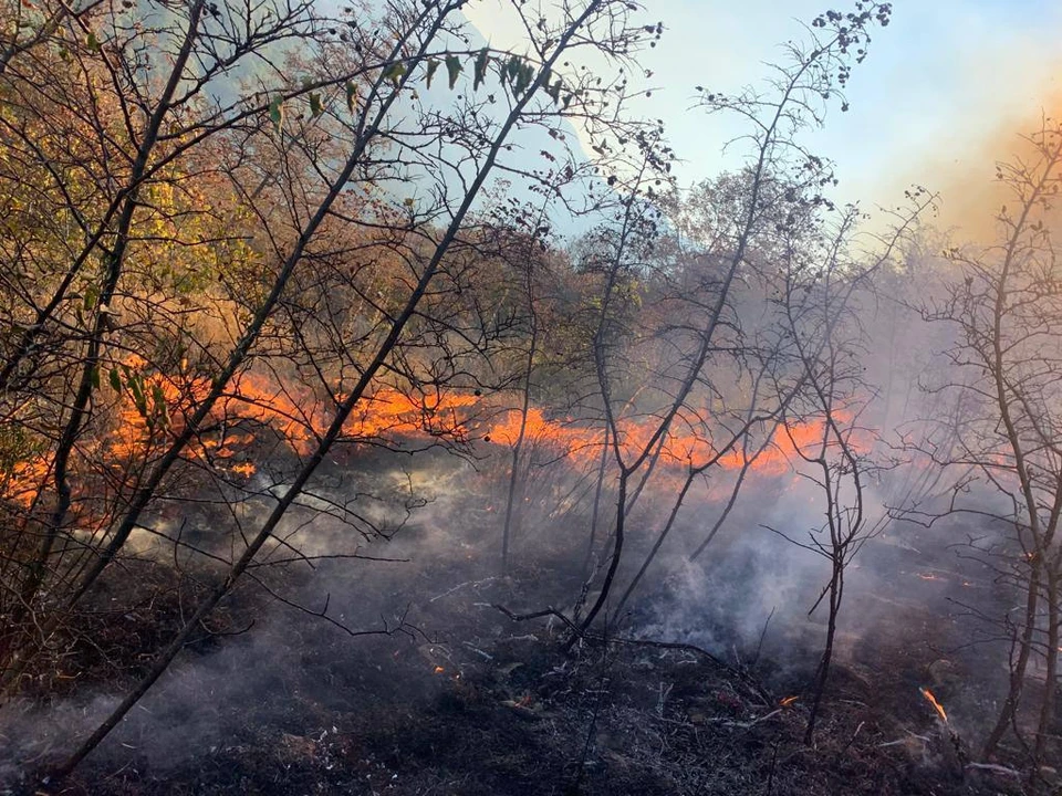 В Пшадском лесничестве загорелась лесная подстилка. Фото: t.me/mpr_kk