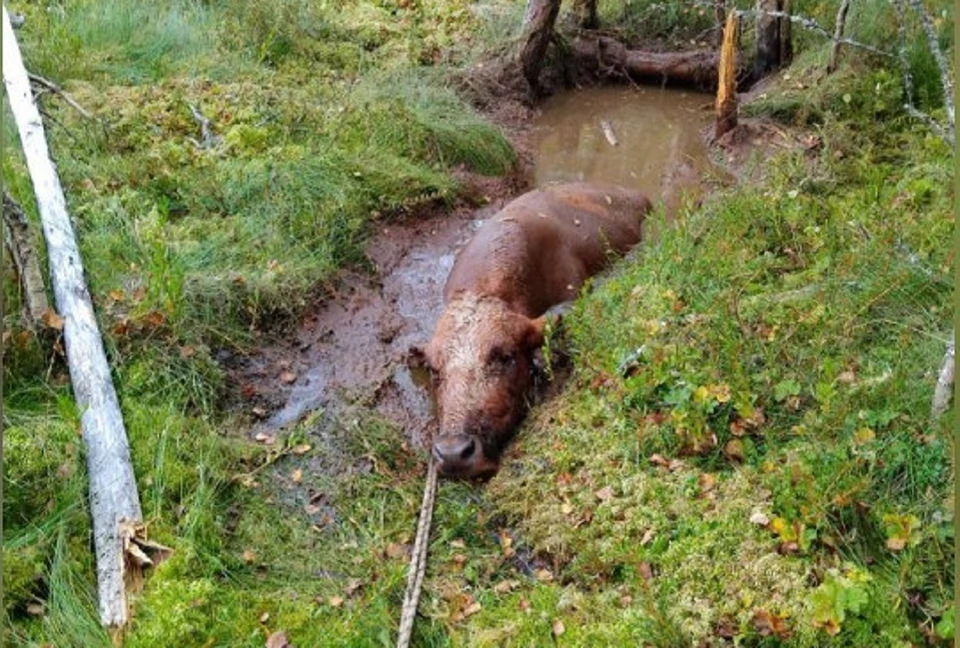 Корова застряла в болоте. Фото: МЧС России