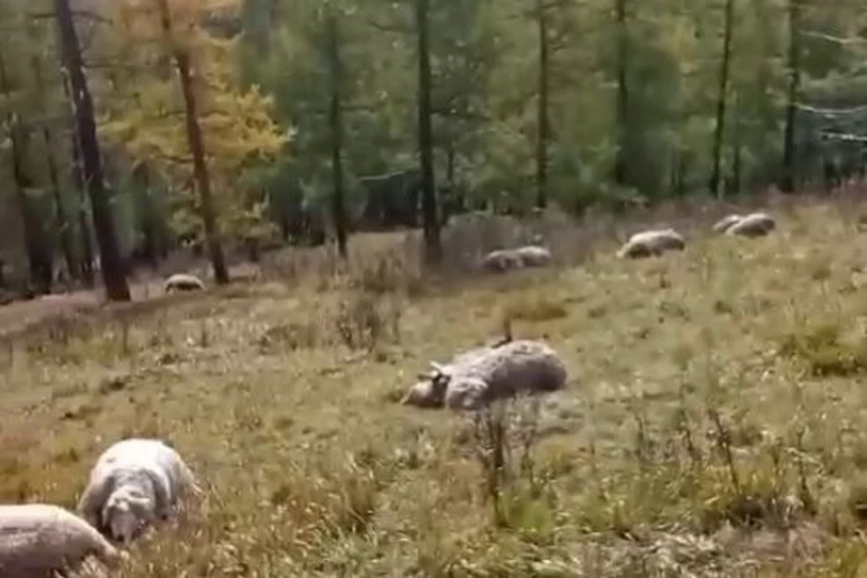 Фото: скриншот с видео из телеграм-канала «Алтайский звонарь»