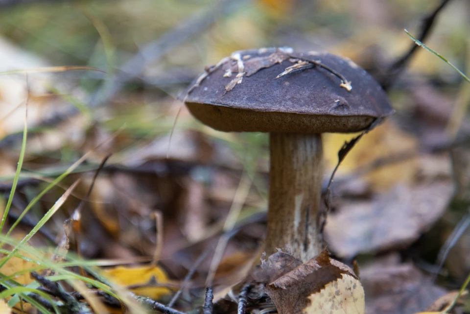Грибные места России: съедобные и ядовитые грибы Волгоградской области