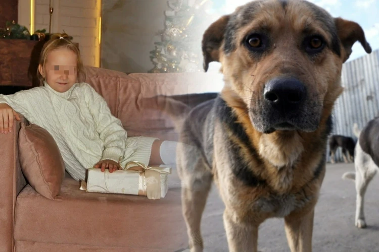 «Теперь боится выходить из дома»: стая собак покусала ребенка, пока их хозяйка просто смотрела на этот ужас