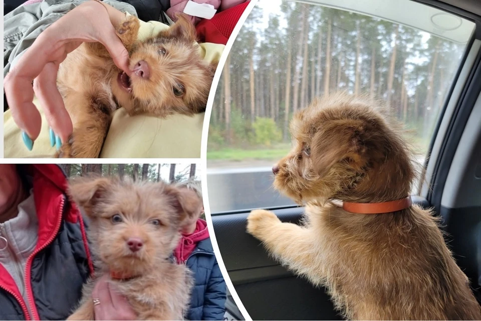 Грибники нашли двухмесячного щенка, три дня плутавшего в холодном бору под Новосибирском. Фото: предоставлены Юлией Кунцман.