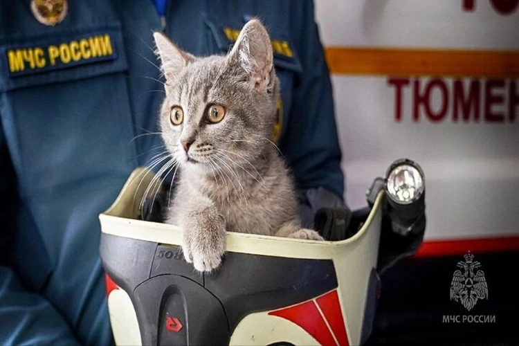 Смена «пушистого» караула: в тюменской пожарной части появился котенок-талисман Сеня