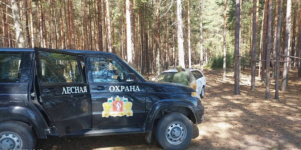За незаконную рубку леса 12 человек привлекли к уголовной ответственности. Фото: правительство Свердловской области