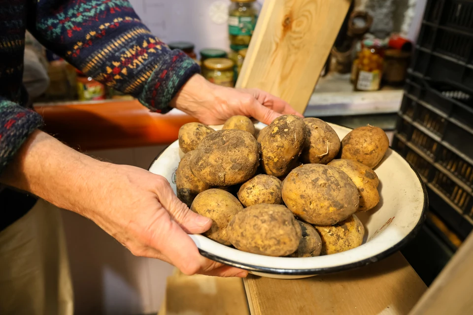 Ульяновцев предупреждают об импортных семенах картофеля с опасными болезнями