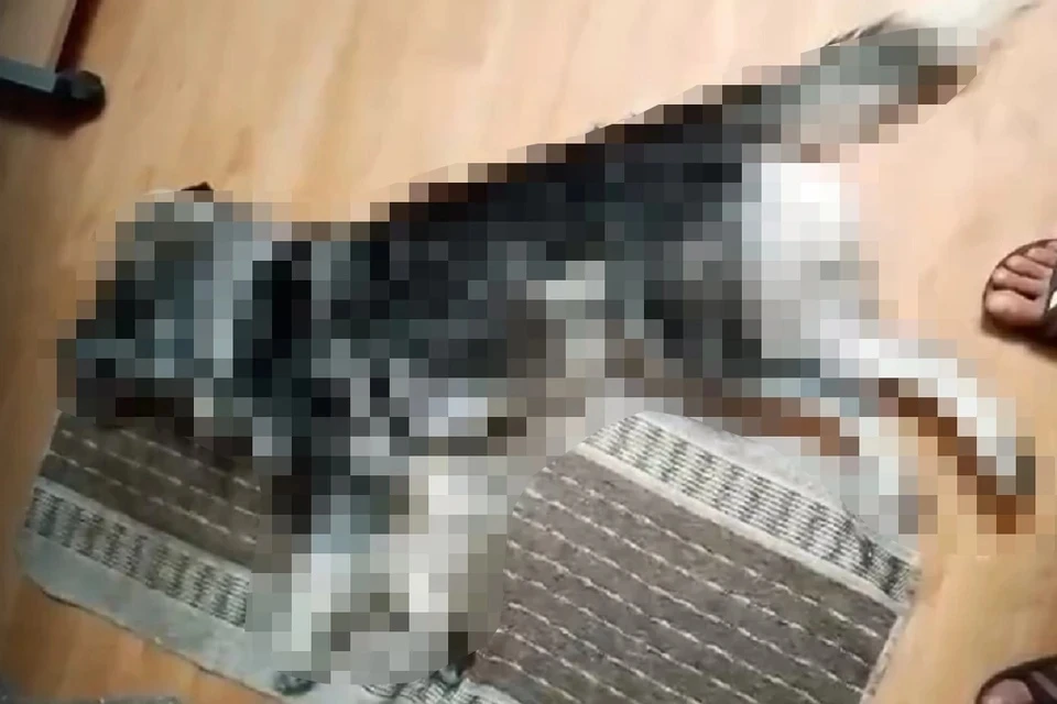 В Новосибирске возбудили уголовное дело после убийства пса Байкала. Фото: Приют Академгородка