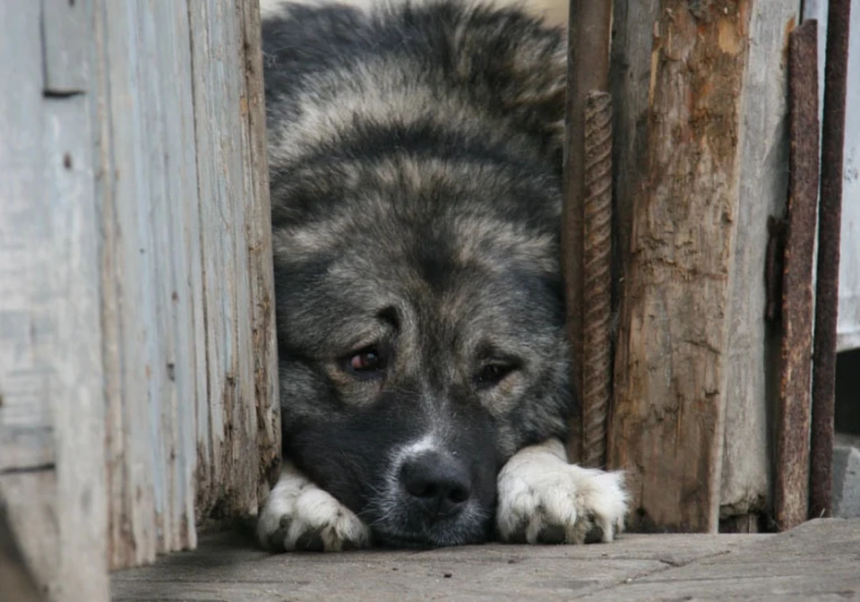 Животных нужно защищать.