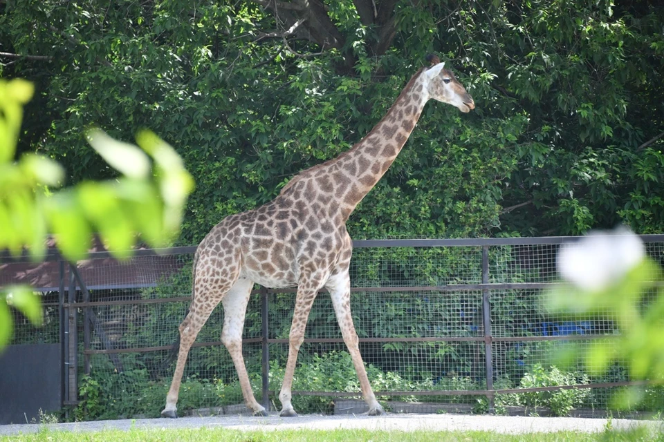 В пермском зоопарке должен появиться жираф.