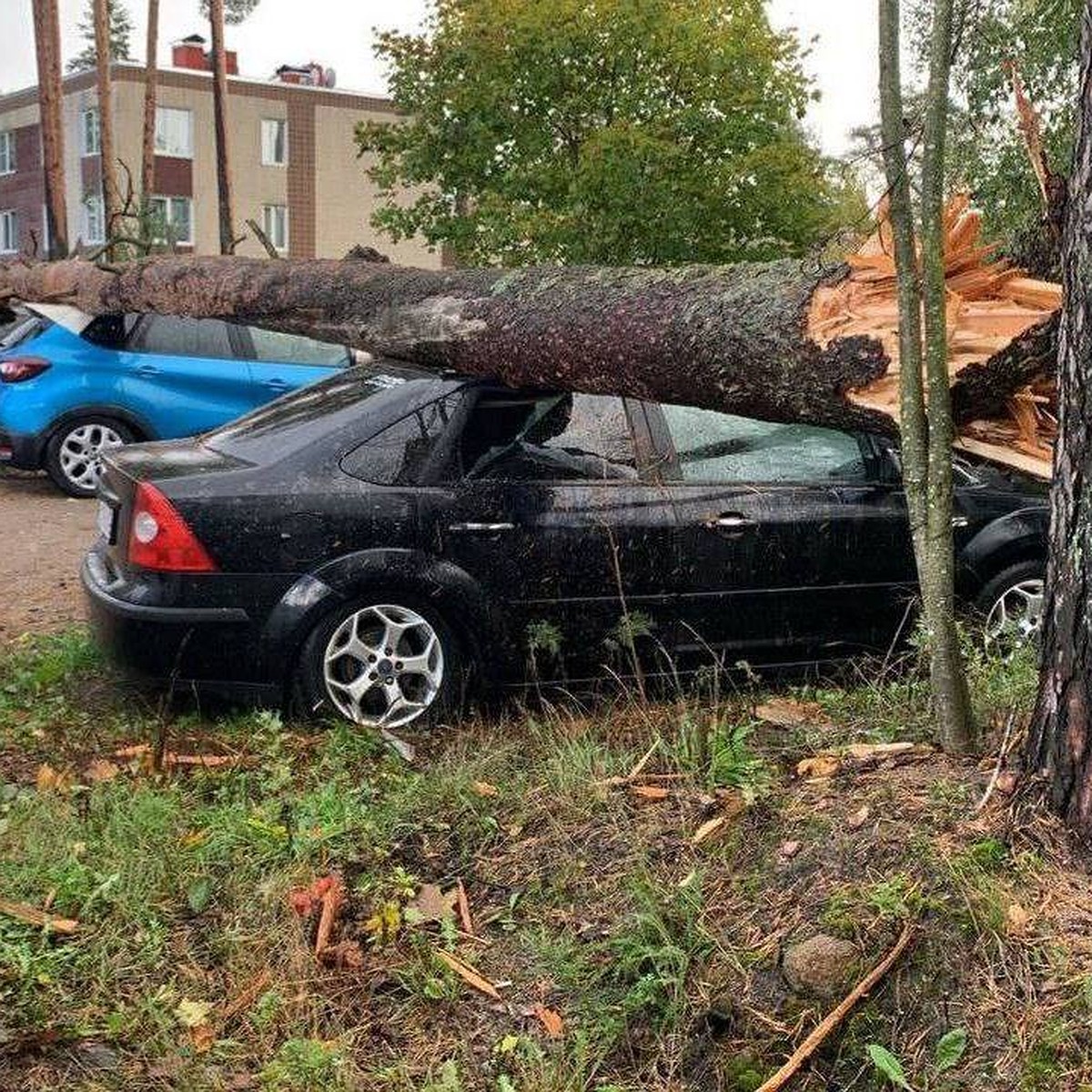 Последствия урагана в Санкт-Петербурге 12 октября 2023 года: Мощный ливень  с градом, разбитые машины и десятки упавших деревьев - KP.RU