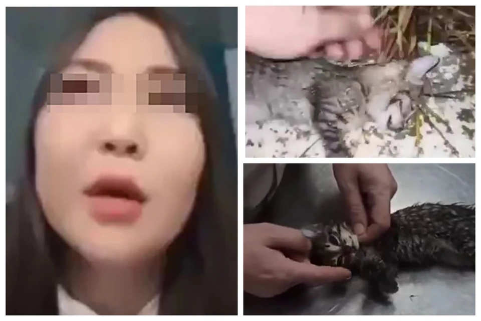 Якутянка призналась в том, что убила 4 котят. Фото: коллаж из скриншотов видео