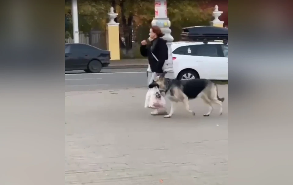 Умная собачка помогает своей хозяйке нести пакеты