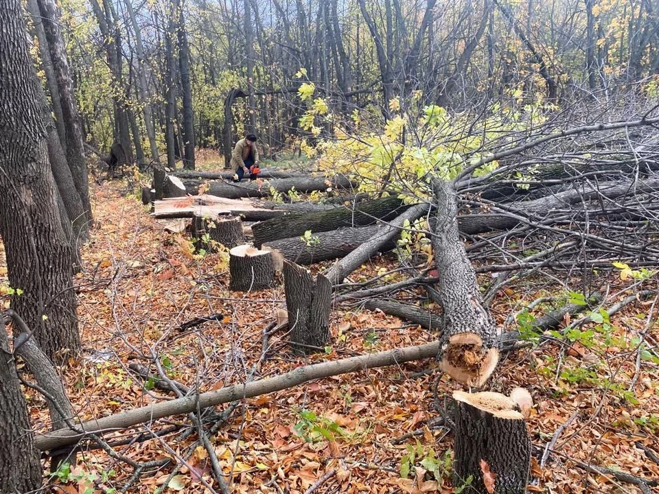 В Ульяновске на улице Юности незаконно вырубили деревья. ФОТО: тг-канал Александра Болдакина
