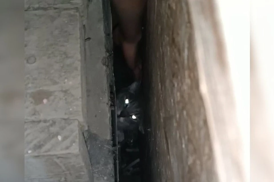 Кадры с видео Златы Сычевой. Застрявшая под лестницей кошка