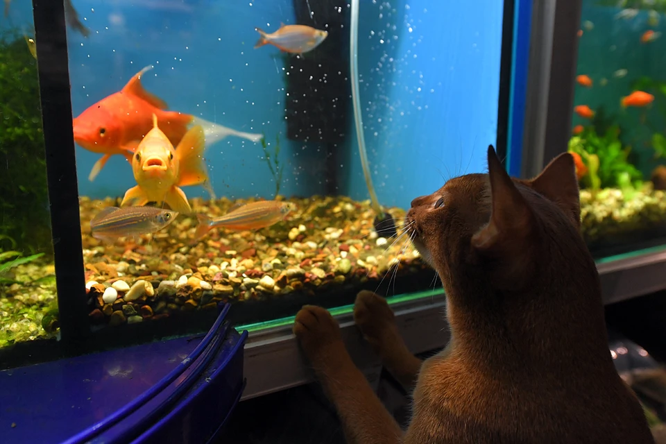 Почему вам не нужен аквариум