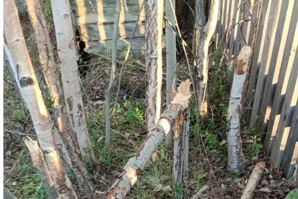 Какое животное испортило деревья и заборы, не известно. Фото: vk.com/kandalakshavkurse