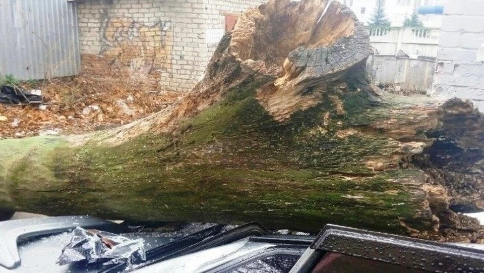 Калужанин отсудил у властей 151 600 рублей за упавшее на его авто дерево